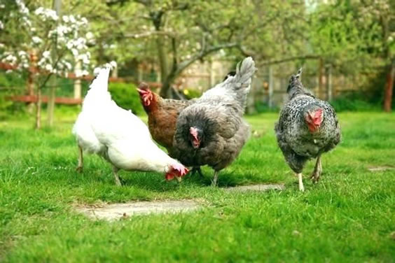 Chickens looking happy