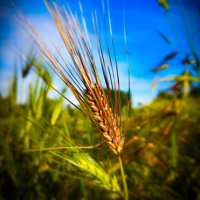 Beautiful barley, part of a variety trial at Kootenay Society for Sustainable Living
