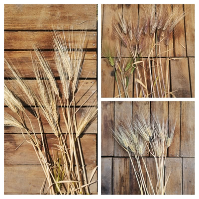 barley collage 3 - harvested barley