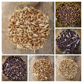 Barley collage 1- barley grains