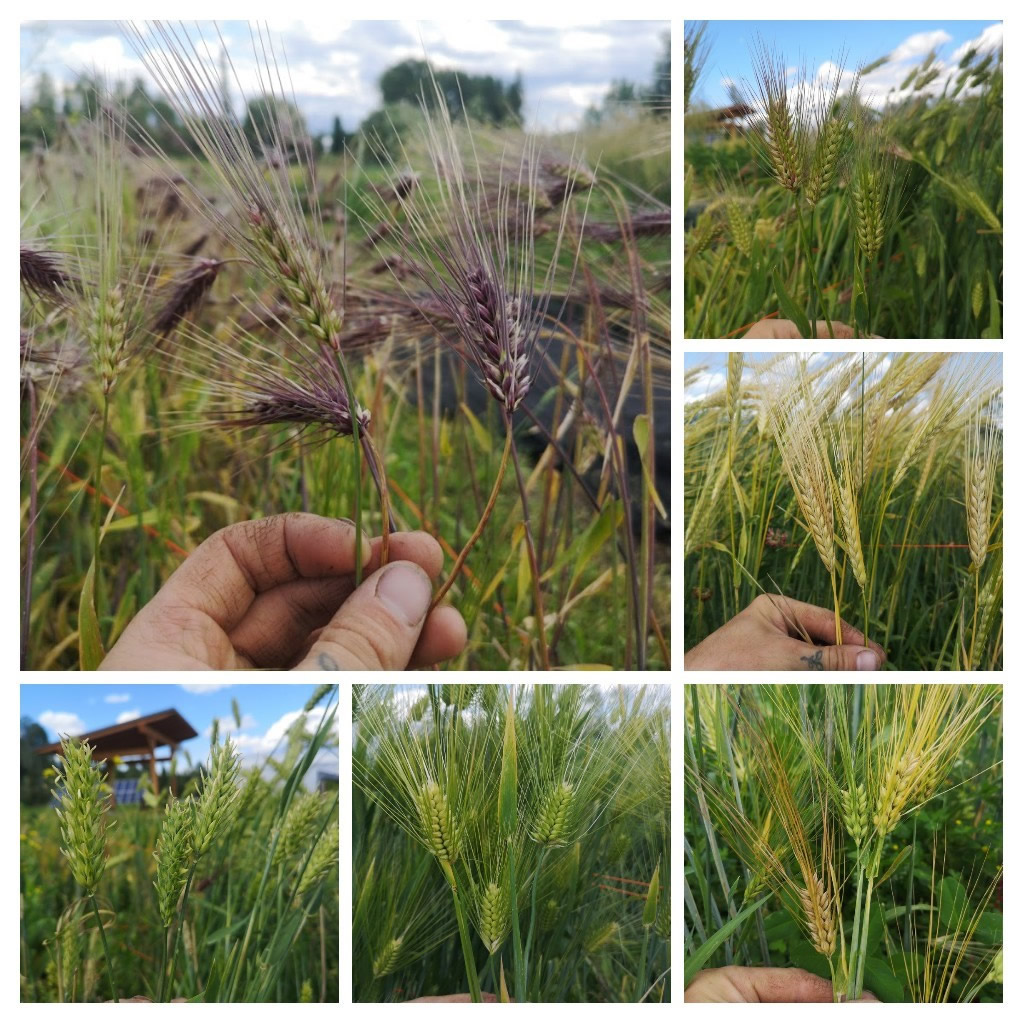 barley collage 2 - barley in the field