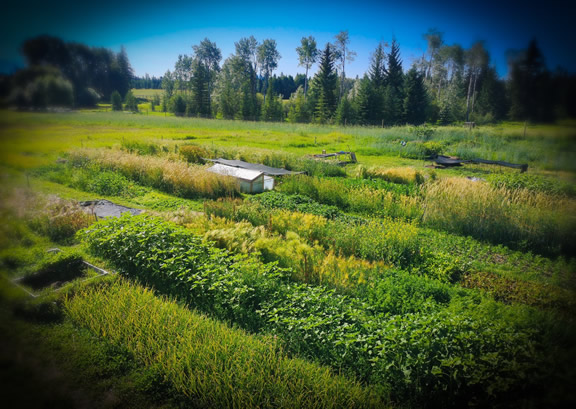 An overview of the Biointensive mini-farm at the Kootenay Society for Sustainable Living