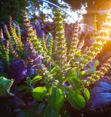 Tulsi, the Queen of Herbs