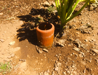 An olla, at work in the garden