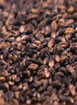image: black nile barley grains, ancientgrains.com