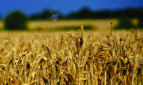 image: hard red spring wheat