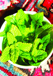 lemon balm leaves