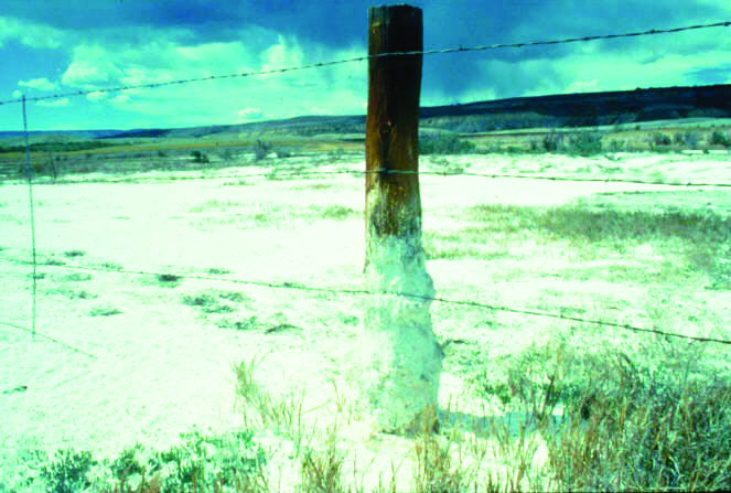 Salt-affected soils on Colorado range land. As the water evaporates, salts dissolved from the soil deposit and accumulate at the soil surface. Notice the crust of salt
deposited on the ground and on the base of the fence post.
