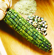 Oaxacan Green corn, image from johnnyseeds.com
