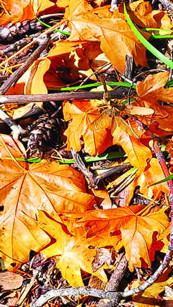 Leaves, twigs, and pinecones on the ground image credit Shannon Joyner
