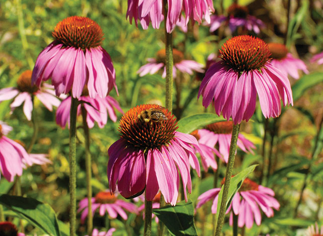 Pollinators enjoying Echinacea flowers growing at TJC mini-farm (credit: Cynthia Raiser Jeavons)