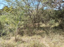 Photo of the land in La Santa Cruz el Tuito - trees and grass