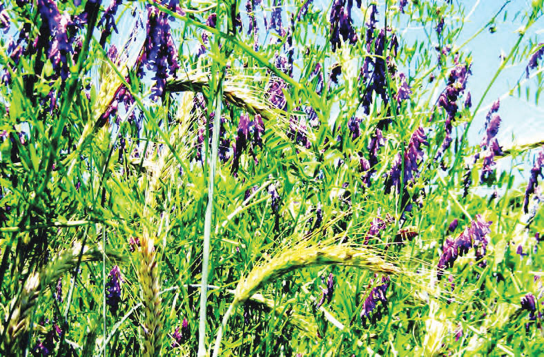 vetch and grains growing together image: ecology action