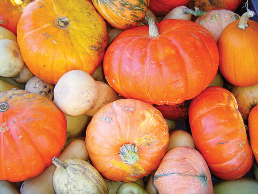 Squash and pumpkins image credit Dan Royer-Miller