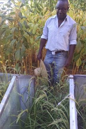 2016 Intern and expert rice-grower Jean Apedoh observes rice growth.