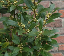 Bay Laurel (Lauris Nobilis)