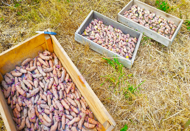 Sprouted potatoes being cut into pieces in preparation for planting