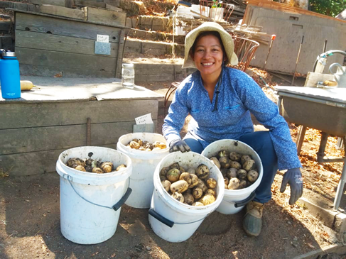 2019 TJC Intern Marcia with a bumper crop of potatoes grow using this Biointensive protocol