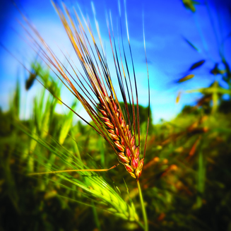 Barley grown at Future Heirlooms - image from future heirlooms