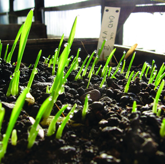 Oats sprouting in a biointensive seedling flat in the greenhouse
