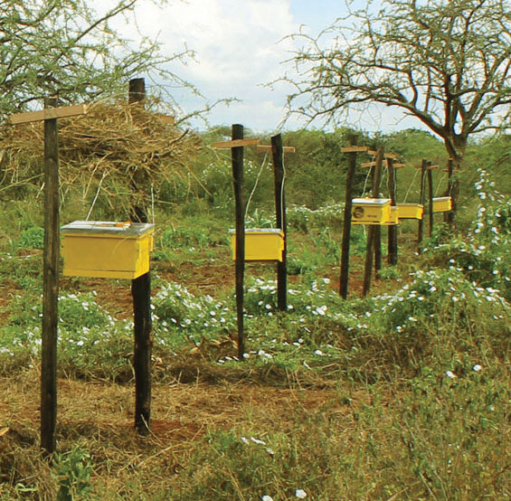 A Langstroth beehive fence line in Tsavo
Image credit: Save the Elephants