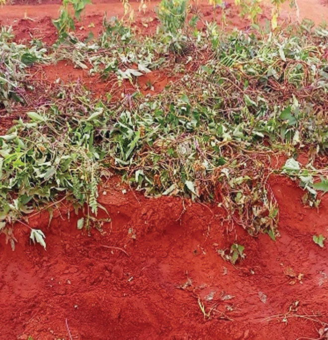 	Sweet potato plants, productive despite the drought at Garden of Hope, destroyed by hungry elephants