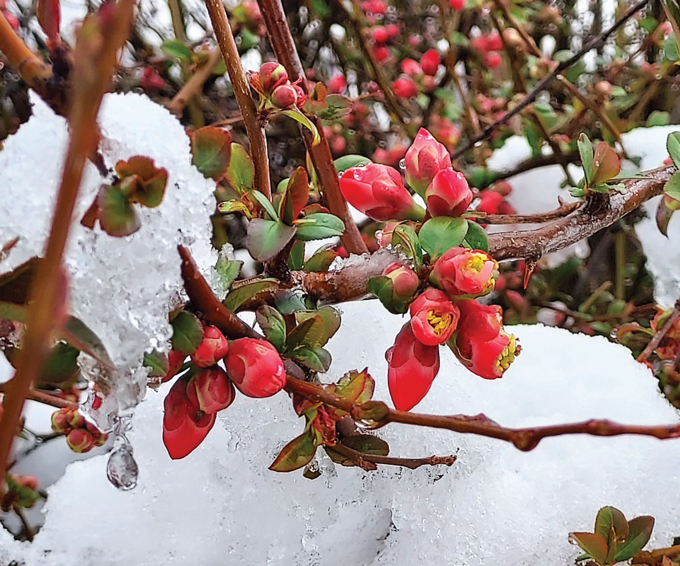 Flowering Quince in the snow, 2023. Image: Shannon Joyner