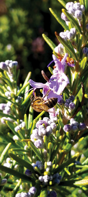 Pollinators enjoying rosemary blossoms on a winter's day