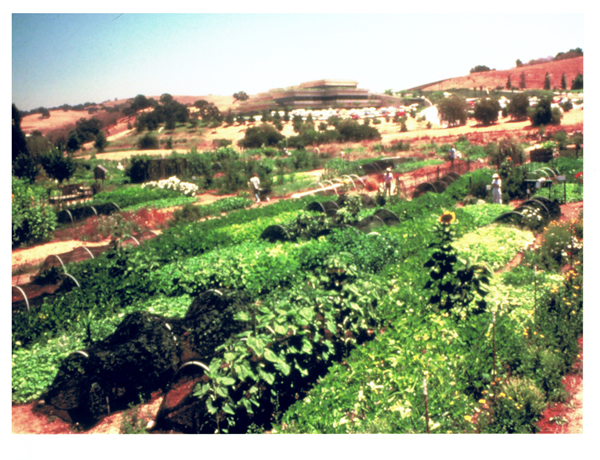 Ecology Action's first GROW BIOINTENSIVE mini-farm in Silicon Vally in the 1970s