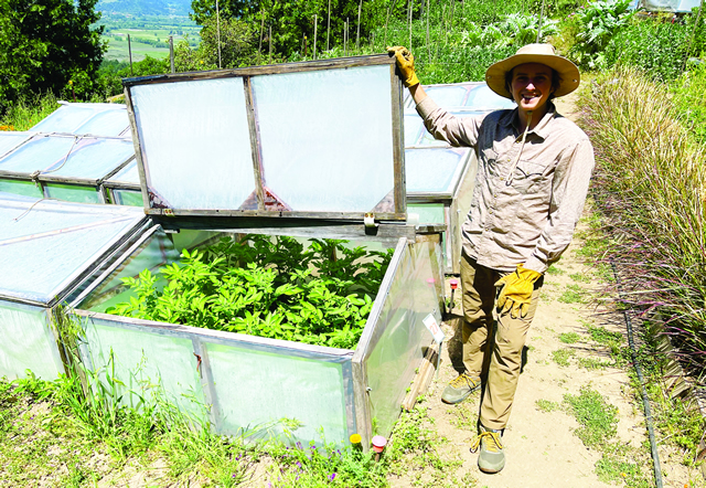 TJC FTT Sage Miller, with potatoes growing in a mini-greenhouse