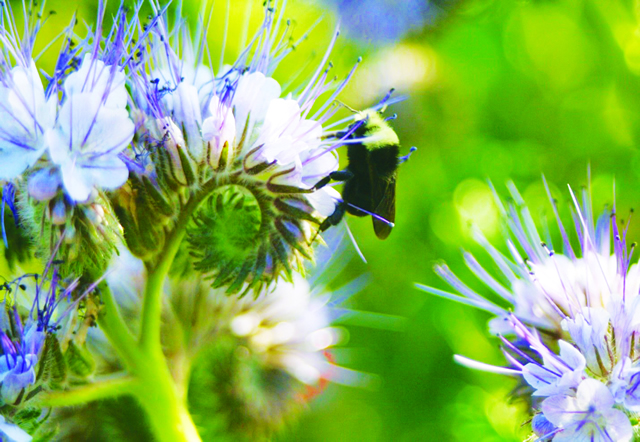 
A bumblebee at VGFP tickles the pollen from flowering phacelia, a fantastic early-season pollinator plant! IMAGE CREDITS: VGFP