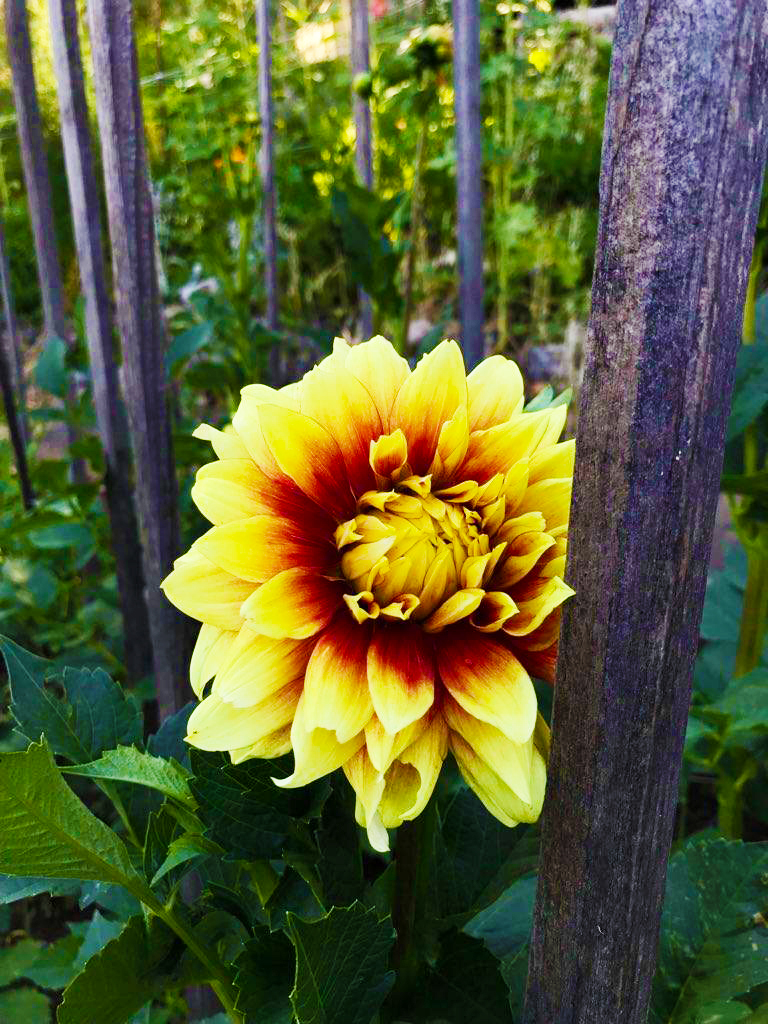 gold and red dahlia, growing at The Jeavons Center