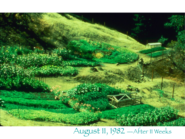 Progress at the Common Ground Mini-Farm at The Jeavons Center, August 1982:
the result of 2 people working 14h/week x 11 weeks
