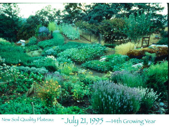July 1995 - 14 years of GB cultivation at the Common Ground Mini-Farm, new soil fertility plateau achieved