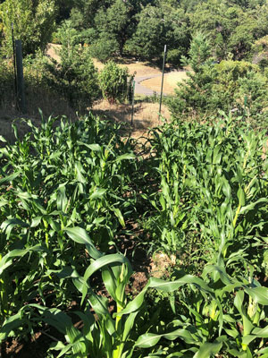 Mt Tabor Monastery corn beds