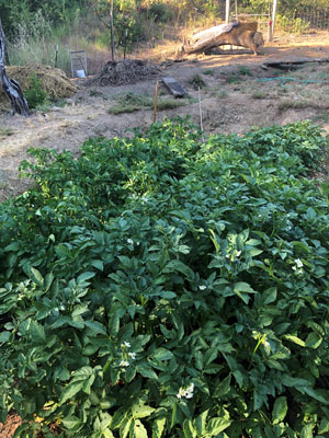 Mt Tabor Monastery potato beds