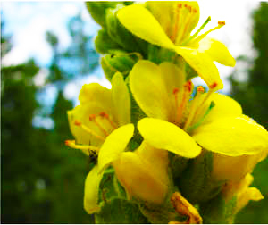 Mullein Flower