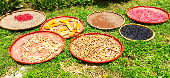 photo of seeds laid out to dry in baskets from 2020 online interns Shyam from Nepal