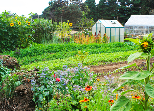  Victory Gardens for Peace Mini-Farm, 2020