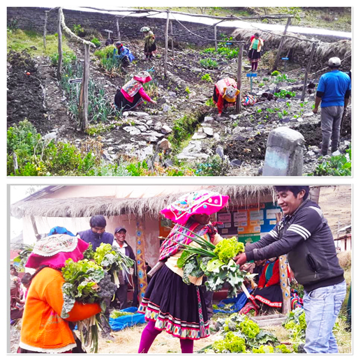 Distribution of the harvest from the Por Eso! school garden in Pachamachay