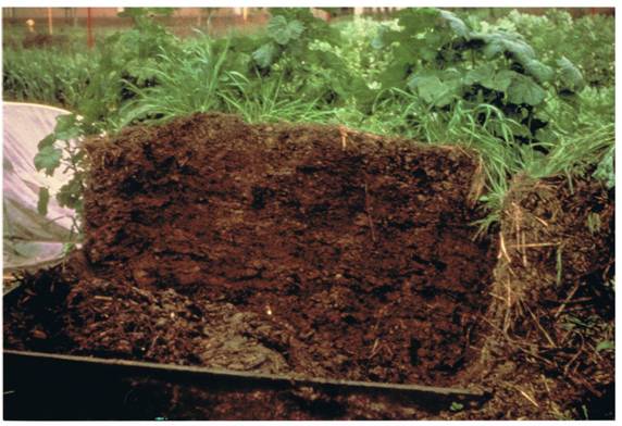 A healthy (manure-free!) compost pile