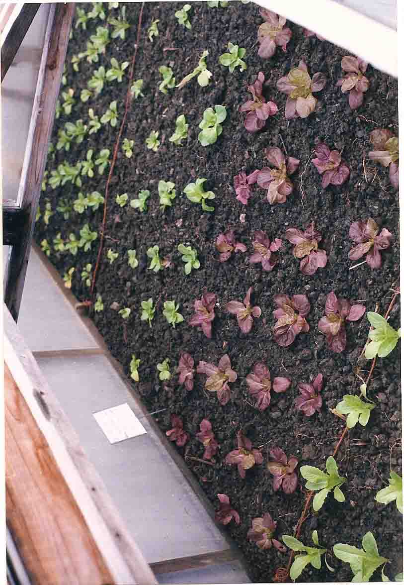 Close-spaced seedlings planted in a flat
