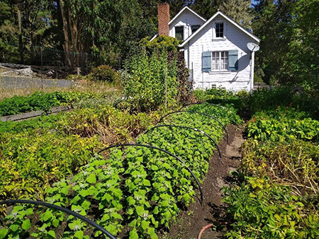 Victory Gardens for Peace